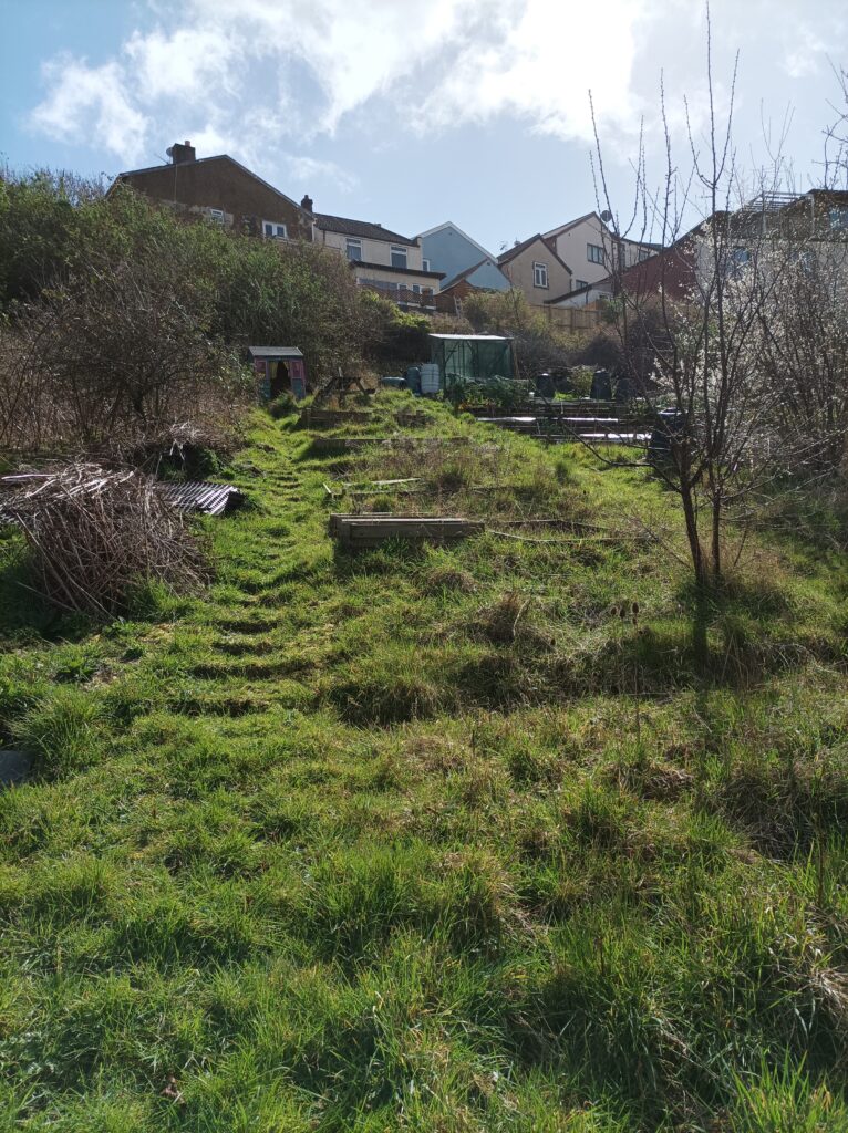 View of Hen's Tooth allotment from the bottom of the slope